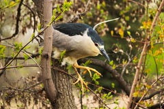 Een Zwarte Reiger die van de Kroonnacht van een tak in een boom springen stock afbeelding Een Zwarte Reiger die van de Kroonnacht van een tak in een boom springen stock afbeelding