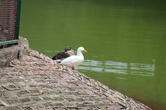 Eenden aan de kant van meer stock foto's Eenden aan de kant van meer stock foto's