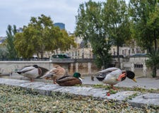 Eenden die op riverbank van Zegenrivier ontspannen royalty-vrije stock afbeeldingen Eenden die op riverbank van Zegenrivier ontspannen royalty-vrije stock afbeeldingen