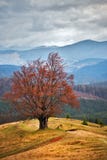 Eenzame boom in de herfstbergen Bewolkte dalingsscène Royalty-vrije Stock Afbeeldingen Eenzame boom in de herfstbergen Bewolkte dalingsscène Royalty-vrije Stock Afbeeldingen