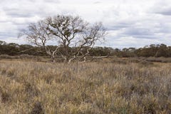 Eenzame boom in de woestijn van Australië, Noordelijk Grondgebied royalty-vrije stock afbeeldingen Eenzame boom in de woestijn van Australië, Noordelijk Grondgebied royalty-vrije stock afbeeldingen