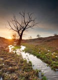 Eenzame boom en stroom Stock Afbeelding