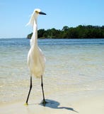 Eenzame Witte Reiger op zandig Strand -2 van Florida Royalty-vrije Stock Foto Eenzame Witte Reiger op zandig Strand -2 van Florida Royalty-vrije Stock Foto