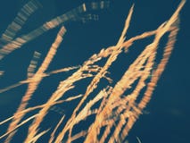Effetto confuso delle canne e dei fili d'erba dorati gialli fotografia stock libera da diritti Effetto confuso delle canne e dei fili d'erba dorati gialli fotografia stock libera da diritti