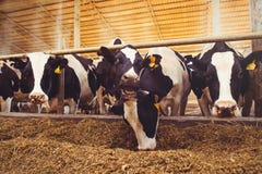 Effrayez le concept de ferme de l'agriculture, l'agriculture et le bétail - un troupeau de vaches qui emploient le foin dans une photos libres de droits Effrayez le concept de ferme de l'agriculture, l'agriculture et le bétail - un troupeau de vaches qui emploient le foin dans une photos libres de droits