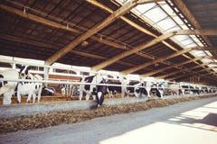 Effrayez le concept de ferme de l'agriculture, l'agriculture et le bétail - un troupeau de vaches qui emploient le foin dans une image stock Effrayez le concept de ferme de l'agriculture, l'agriculture et le bétail - un troupeau de vaches qui emploient le foin dans une image stock