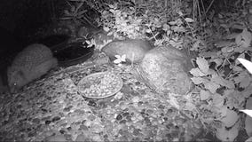 Egel die kattenvoedsel in een tuin zoeken tijdens nacht in de zomer stock videobeelden Egel die kattenvoedsel in een tuin zoeken tijdens nacht in de zomer stock videobeelden