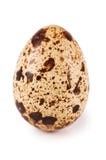 Egg Quail Isolated On White Stock Image Egg Quail Isolated On White Stock Image