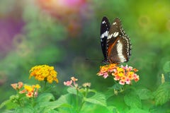 Eggfly Hypolimnas bolina på Lantanacamarablomman med färgrik bakgrund arkivfoton Eggfly Hypolimnas bolina på Lantanacamarablomman med färgrik bakgrund arkivfoton