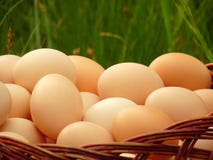 Eggs In The Basket Royalty Free Stock Image