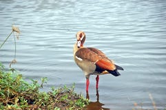 Egipska gąska (Alopochen aegyptiaca) zdjęcia stock Egipska gąska (Alopochen aegyptiaca) zdjęcia stock