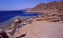 Egito: Um camelo que negligencia o ponto de mergulho do furo azul perto de Dahab no deserto de Sinai fotografia de stock royalty free Egito: Um camelo que negligencia o ponto de mergulho do furo azul perto de Dahab no deserto de Sinai fotografia de stock royalty free