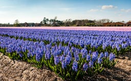 Egmond-binnen, Нидерланды - апрель 2016: Поля цветка с фиолетовыми и розовыми гиацинтами стоковое изображение Egmond-binnen, Нидерланды - апрель 2016: Поля цветка с фиолетовыми и розовыми гиацинтами стоковое изображение