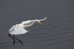 egret royalty-vrije stock foto's egret royalty-vrije stock foto's