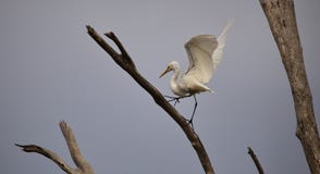 egret royalty-vrije stock foto egret royalty-vrije stock foto
