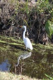 egret stock fotografie egret stock fotografie