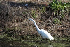 egret royalty-vrije stock foto's egret royalty-vrije stock foto's