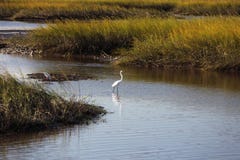 egret royalty-vrije stock foto egret royalty-vrije stock foto