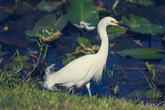 egret stock fotografie egret stock fotografie