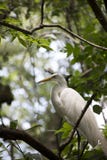 egret royalty-vrije stock foto egret royalty-vrije stock foto