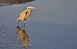egret royalty-vrije stock foto egret royalty-vrije stock foto