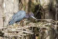 Egret rossastro fotografia stock libera da diritti Egret rossastro fotografia stock libera da diritti