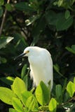 Egret на тропической водоросли с темной листвой на заднем плане стоковая фотография Egret на тропической водоросли с темной листвой на заднем плане стоковая фотография