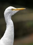 Egret скотин стоковые фото Egret скотин стоковые фото
