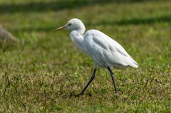egret скотин ibis bubulcus стоковое изображение egret скотин ibis bubulcus стоковое изображение