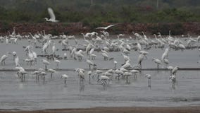 Egrets, Sanderlings i okresów zatrudnienia Karmić, Egrets, Sanderlings i okresów zatrudnienia Karmić,