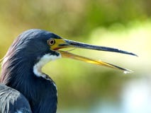 Egretta dell'airone di Tricolored tricolore fotografia stock libera da diritti Egretta dell'airone di Tricolored tricolore fotografia stock libera da diritti