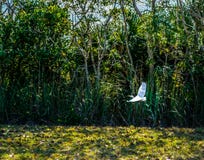 Egretta di Snowy in volo sopra il lago Fotografia Stock Egretta di Snowy in volo sopra il lago Fotografia Stock