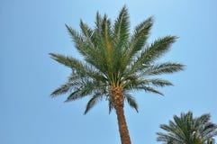 Egypt Resort Area Of Sharm El Sheikh Royalty Free Stock Images Egypt Resort Area Of Sharm El Sheikh Royalty Free Stock Images