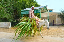 The Egyptian farmer royalty free stock photos The Egyptian farmer royalty free stock photos