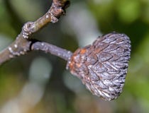 Eichel cupule noch befestigt zur Niederlassung lizenzfreie stockfotos Eichel cupule noch befestigt zur Niederlassung lizenzfreie stockfotos