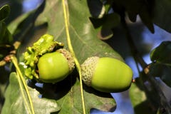 Eichelgallwespe, Andricus quercuscalicis, auf Eichel einer pedunculate Eiche, Eiche Robur, Bayern, Deutschland, Europa stockbild Eichelgallwespe, Andricus quercuscalicis, auf Eichel einer pedunculate Eiche, Eiche Robur, Bayern, Deutschland, Europa stockbild