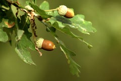 Eicheln mit Blättern auf Baum stockbilder Eicheln mit Blättern auf Baum stockbilder