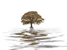 Eichen-Baum im Fall lizenzfreie abbildung Eichen-Baum im Fall lizenzfreie abbildung
