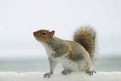Eichhörnchen Eichhörnchen
