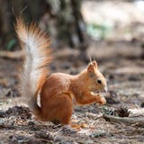 Eichhörnchen zerfrisst Nüsse im Park stockbild Eichhörnchen zerfrisst Nüsse im Park stockbild