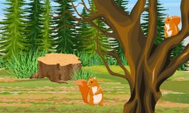 Eichhörnchen zwei auf den Niederlassungen eines Behälters und aus den Grund unter einem Baum stumpf Gezierter Wald lizenzfreie abbildung Eichhörnchen zwei auf den Niederlassungen eines Behälters und aus den Grund unter einem Baum stumpf Gezierter Wald lizenzfreie abbildung