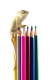Eidechse- und Farbenbleistifte. stockfotografie Eidechse- und Farbenbleistifte. stockfotografie