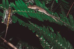 Eidechsenpaare auf Blättern stockfotografie Eidechsenpaare auf Blättern stockfotografie