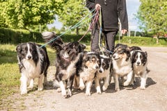 Eigentümer mit vielen Hunden auf einer Leine Viele boerder Collien lizenzfreies stockfoto Eigentümer mit vielen Hunden auf einer Leine Viele boerder Collien lizenzfreies stockfoto