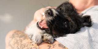 Eigentümer spielt mit seinem jungen Jack Russell-Hündchen und trägt es Welpe 7 5 Wochen alt stockfoto Eigentümer spielt mit seinem jungen Jack Russell-Hündchen und trägt es Welpe 7 5 Wochen alt stockfoto