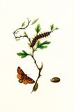 Antique Illustration of Colourful Insects