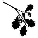 Eiken blad, eikel en tak geïsoleerd silhouet, gestileerde ecologie vector illustratie Eiken blad, eikel en tak geïsoleerd silhouet, gestileerde ecologie vector illustratie