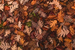 Eiken bladeren gevallen aan de grond in de herfst stock afbeelding Eiken bladeren gevallen aan de grond in de herfst stock afbeelding