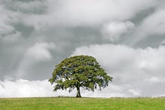 Eiken Boom en Onweerswolken stock afbeeldingen Eiken Boom en Onweerswolken stock afbeeldingen