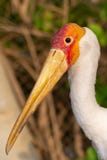 Ein Abschluss oben eines ibis ibis führt seinen Schnabel bei Sonnenuntergang vor lizenzfreies stockfoto Ein Abschluss oben eines ibis ibis führt seinen Schnabel bei Sonnenuntergang vor lizenzfreies stockfoto
